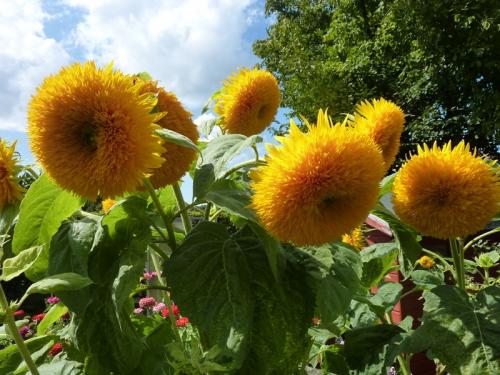 Sommer - Sonne - Sonnenblumen